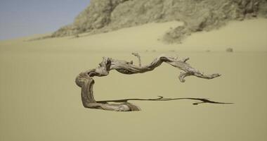 CGI Unique twisted driftwood in the desert landscape under a clear sky video
