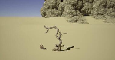 CGI Dry desert scene featuring a warped tree branch in the sand video