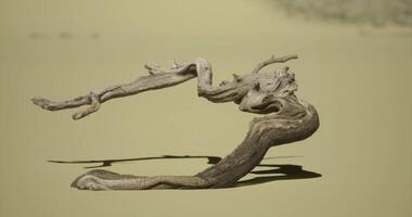 CGI Curved driftwood resting on sandy beach during bright daylight hours video