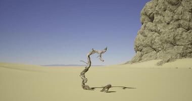 CGI Unique twisted branch stands alone in a vast desert landscape video