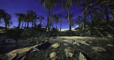 CGI Desert oasis with palm trees under a twilight sky by a calm water body video