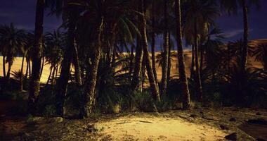 CGI Nighttime oasis under palm trees in a desert landscape with golden dunes video