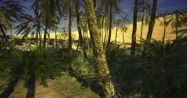 CGI Exploring a lush oasis surrounded by golden sand dunes in the desert video