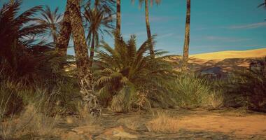 CGI Desert landscape with palm trees and lush greenery under a clear sky video