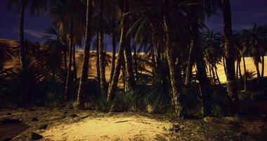 CGI Serene oasis with palm trees under a dark evening sky in the desert video