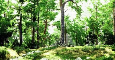 CGI Lush green forest with tall trees and vibrant undergrowth in bright sunlight video