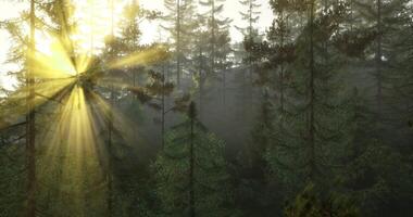 CGI Sunlight breaking through dense forest in early morning hours video