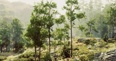 CGI Lush pine trees in a serene mountainous landscape during golden hour video