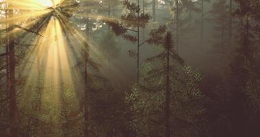 CGI Sunlight breaks through misty trees in a tranquil forest setting video