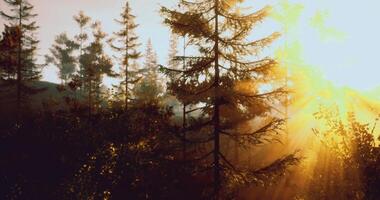CGI Dawn breaks through trees in a peaceful forest landscape filled with light video