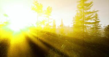 CGI Golden sunlight filters through tall trees in a serene forest during morning video