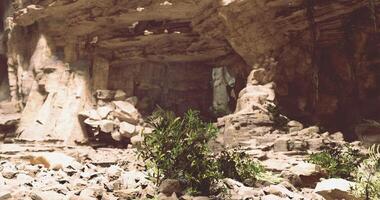 CGI Exploring a serene cave environment with plants and rocky formations video