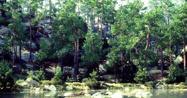 CGI Serene forest landscape with trees reflecting on calm water surface video