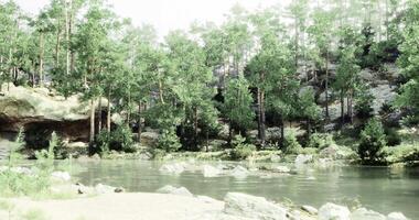 CGI Serene lake surrounded by dense forest in sunny day at wilderness retreat video
