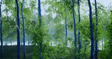 CGI Lush green birch trees in a serene forest during daylight video