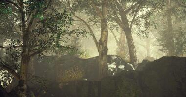 CGI Mist covered forest with dense trees and rocky terrain in soft light video