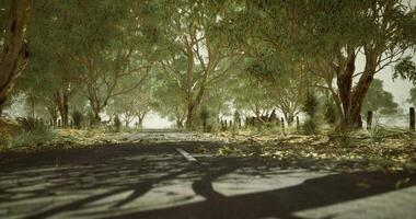 CGI Abandoned road lined with trees and shrubbery in a remote area video