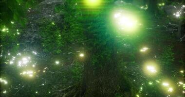 CGI Enchanted forest with glowing lights illuminating lush greenery at dusk video