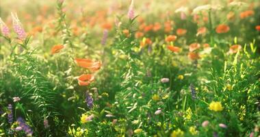 CGI Colorful wildflower field in spring with blooming blossoms and greenery video