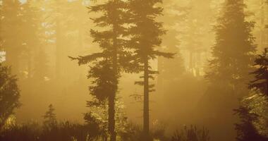 CGI Sunrise through trees in a misty forest showing warm golden light video