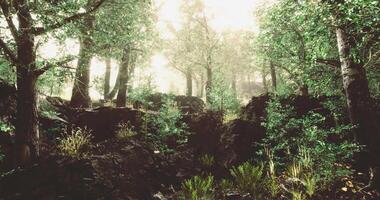 CGI Lush green forest with sunlight filtering through trees in serene setting video