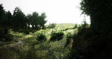 CGI Sunlight filters through trees in a serene afternoon forest video