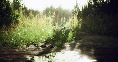 CGI Sunlight filtering through trees along a muddy path in a lush forest video
