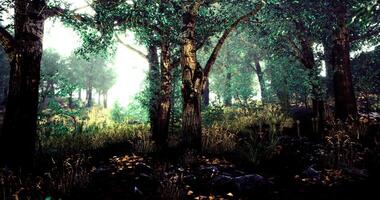 CGI Dense forest with sun rays breaking through the trees on a quiet afternoon video