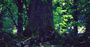 CGI Majestic tree trunk surrounded by lush greenery in a vibrant forest video