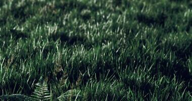 CGI Grass field under bright sunlight with gentle breeze flowing through video