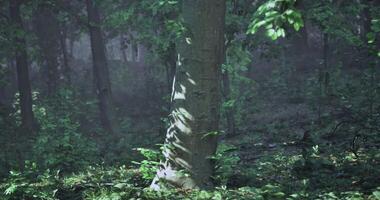 CGI Sunlight filters through leaves, illuminating tree trunk in misty forest video