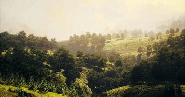CGI Lush green hills under soft morning light in a serene countryside setting video