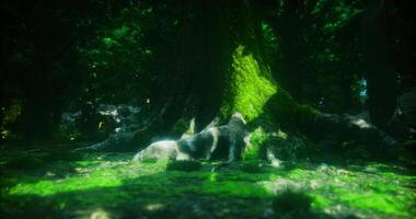 cgi vilar hund inbäddat under en mossa täckt träd i en lugn skog miljö video