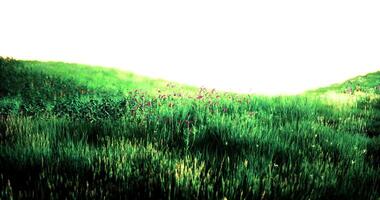 CGI Lush green meadow filled with vibrant wildflowers in bright sunlight video