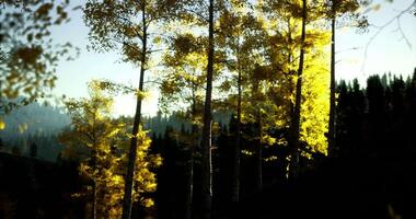 CGI Golden autumn trees illuminate a misty forest in the early morning video