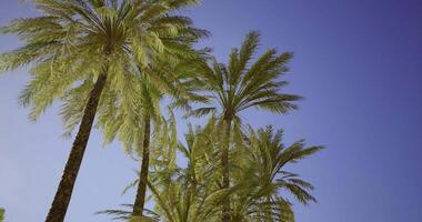 CGI Palm trees sway gently under a clear blue sky during sunny daylight hours video
