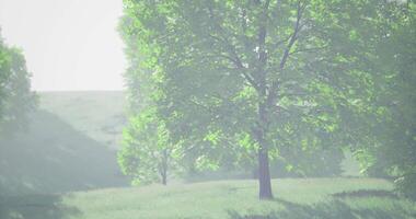 CGI Green landscape with trees and soft sunlight filtering through leaves video