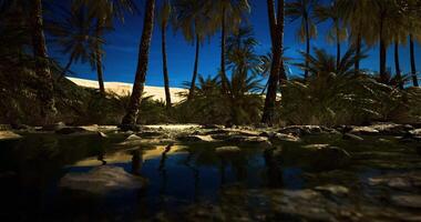 CGI Serene oasis surrounded by palm trees under the night sky video