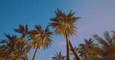 CGI Tall palm trees sway under clear blue sky in sunny tropical location video