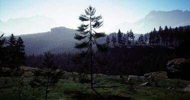 CGI Majestic mountain landscape with a lone tree during the day video