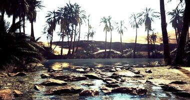 CGI Oasis landscape with palm trees and rock formations under sunny sky video