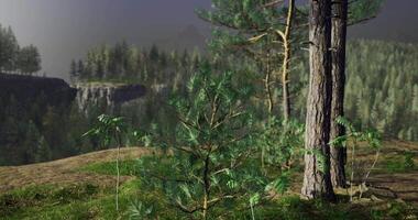CGI Lush forest landscape with diverse vegetation under cloudy sky at dawn video