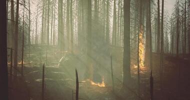 CGI Forest fire spreading through burned trees in a misty environment video