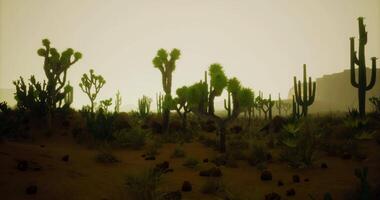 CGI Desert landscape with unique plants under hazy sky during twilight hours video