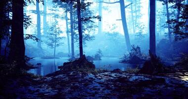 CGI Mysterious evening forest landscape with serene water and towering trees video