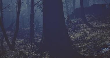 CGI Mysterious nightfall in a dense forest with moonlight shadows video