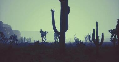 CGI Cacti silhouette against a mystical desert sunset with fading light video