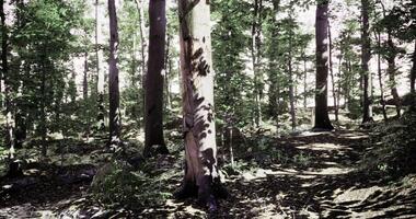 CGI Sunlight filters through tall trees in a peaceful forest path video