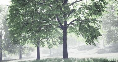 CGI Lush green trees create a tranquil atmosphere in a foggy forest environment video