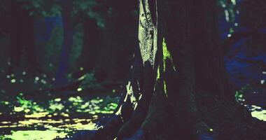 CGI Lush forest scene highlighting a tree trunk in dappled sunlight and shadows video